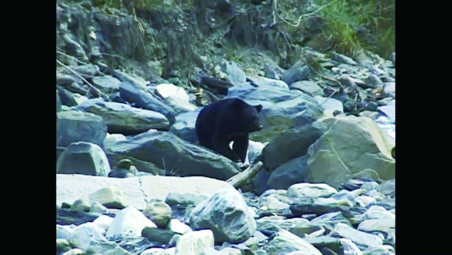 攝影機拍下臺灣黑熊下溪谷的身影